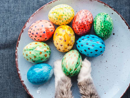 Cat's paws hugging the Easter egg on a blue plate