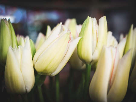 Bouquet of spring, colorful and bright tulipsの写真素材