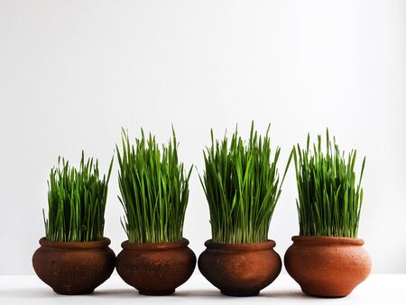 Beautiful, bright, fresh, green grassの写真素材