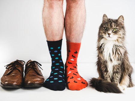 Stylish, vintage shoes, bright, colorful socks, sweet kitten and men's legs on a white background. Lifestyle, fashion, beautyの写真素材