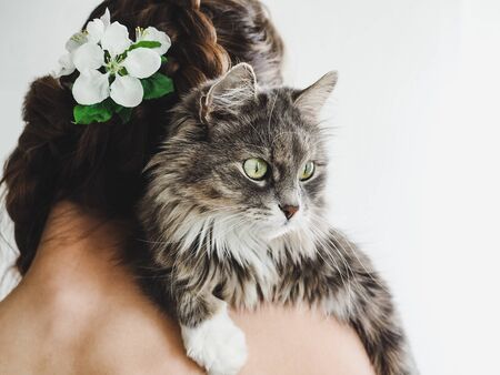 Cute, fluffy kitten and caring womanの写真素材