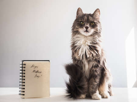 Cute, gray, fluffy kitten sitting near the album with the inscription of a happy Mother's Day on a white, isolated background. Preparation for the holidayの写真素材