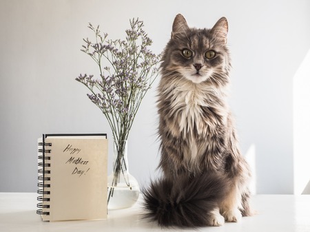 Cute, gray, fluffy kitten sitting near the album with the inscription of a happy Mother's Day on a white, isolated background. Preparation for the holidayの写真素材