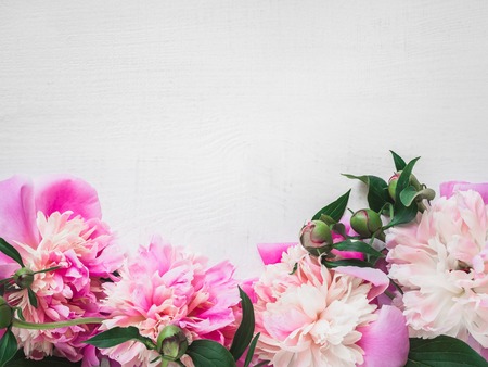 Flower pattern from blooming peonies on a white, isolated background. Blank space for a congratulatory inscription. Top view, close-up. Congratulations for the most beloved. Concept of a happy familyの写真素材