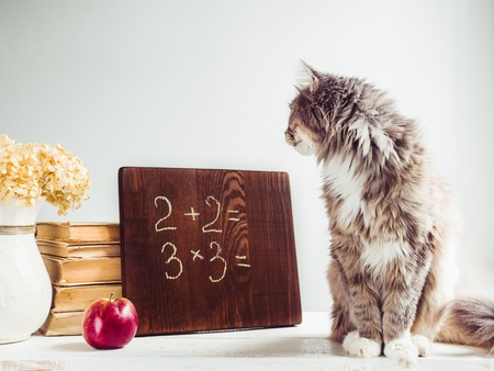 Fluffy kitten, vintage books, red apple and brown blackboardの写真素材