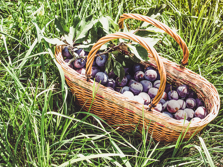 Wicker basket with ripe, fragrant plumsの写真素材