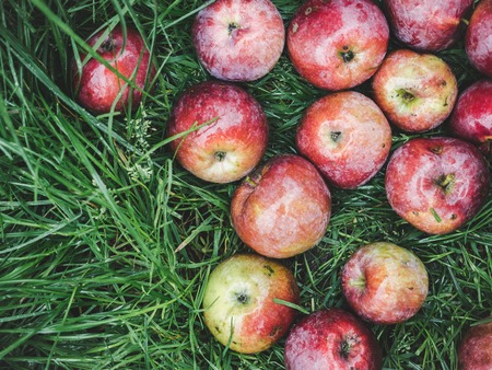 Ripe, juicy apples on green grass. Top view, close-upの写真素材