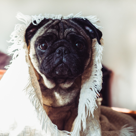 Cute, sweet puppy on a blanket on the background of sunlight.の写真素材