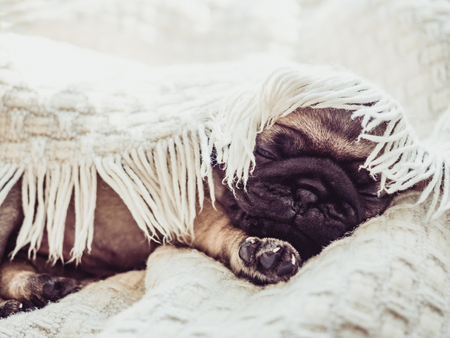 Cute, sweet puppy sitting on a white blanketの写真素材