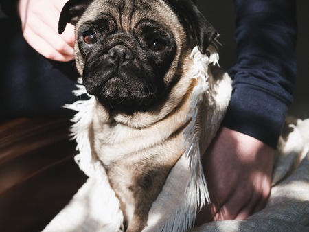 Cute, sweet puppy on a blanket on the background of sunlight. Pet care conceptの写真素材