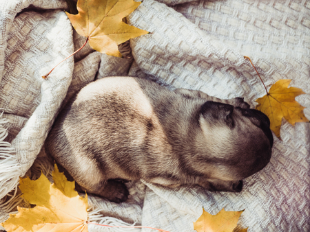 Cute, sweet puppy lying on a blanket and yellow leaves on a white background. Pet care conceptの写真素材