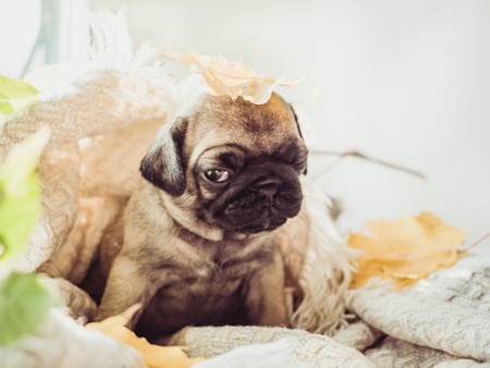 Cute, sweet puppy lying on a blanket and yellow leaves on a white background. Pet care conceptの写真素材