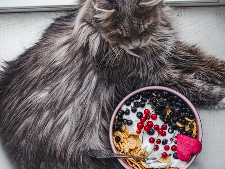 Festive and Healthy breakfast for loved ones. Charming kitten, Cereal biscuits in pink glaze, cornflakes, yogurt, fresh berries on the background of white boards. Close-up, top viewの写真素材