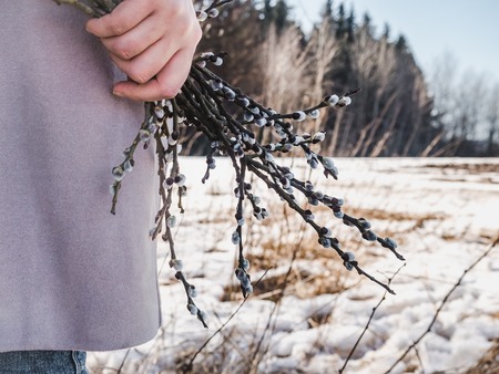 Willow twigs with blooming buds, female hand on the background of the spring sun and snow-covered fieldの写真素材