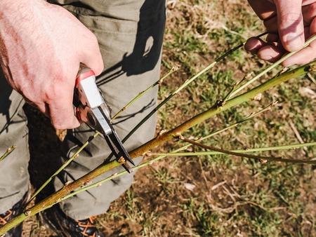Trees with buds on the background of the rays of the spring sunの写真素材