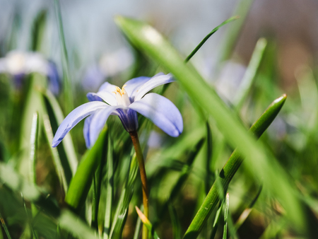 Early, bright, spring crocus and scilla flowersの写真素材