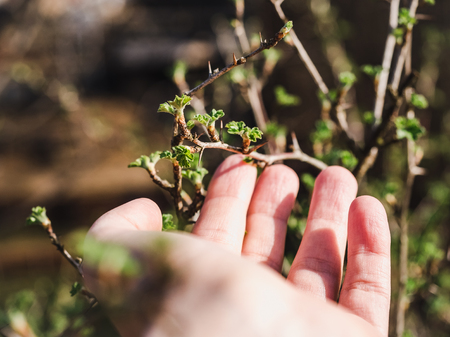 Trees with buds on the background of the rays of the spring sunの写真素材