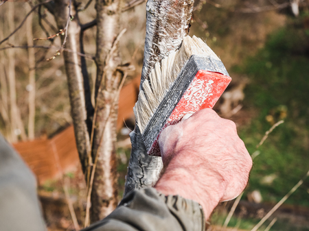 Trees with buds on the background of the rays of the spring sunの写真素材