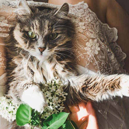 Sweet, lovable kitten, beautiful sprig of lilac, female legs and white lace dress. Top view, close-up. Care for Petsの写真素材