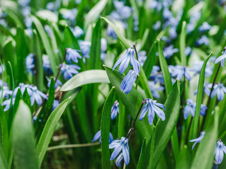 Early, bright, spring Scilla flowers on the background of young, green grassの写真素材