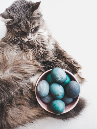 Easter eggs painted with bright colors and a charming kitten on a white background. Top view, close-up, isolated. Happy Easter. Preparation for the holidayの写真素材