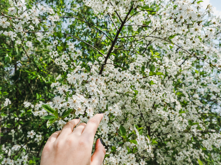 Beautiful blooming cherry tree in the warm, spring sunshineの写真素材