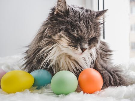 Easter eggs painted in bright colors and a charming kitten on the background of the window. Close-up. Happy Easter. Preparation for the holidayの写真素材