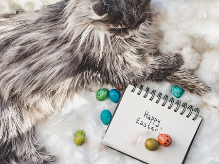 Easter eggs painted with bright colors and a charming kitten on a white background. Top view, close-up. Happy Easter. Preparation for the holidayの写真素材