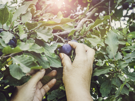 Woman harvesting ripe, juicy plums. Healthy eating conceptの写真素材