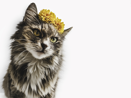 Charming kitten with yellow flowers on a white background. Close-up, isolated. Beautiful photo with space for your inscriptions. Pet care conceptの写真素材