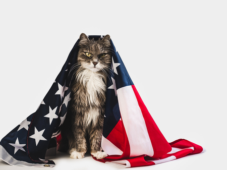 Cute, charming kitten and American Flag on a white, isolated background. Close-up, side view. Studio photo shoot. Preparation for the national holiday. Congratulations for family, friends, colleaguesの写真素材