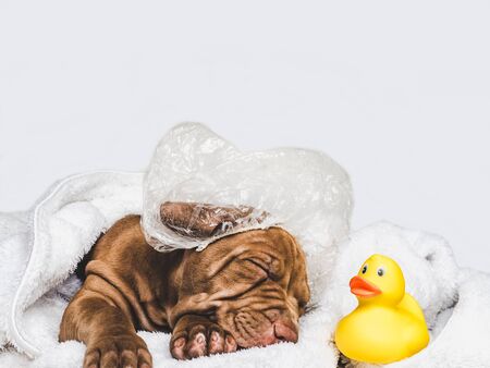 Charming puppy, lying on a white rugの写真素材
