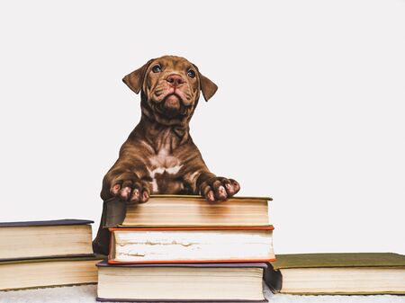 Cute puppy and vintage books. Studio photoの写真素材