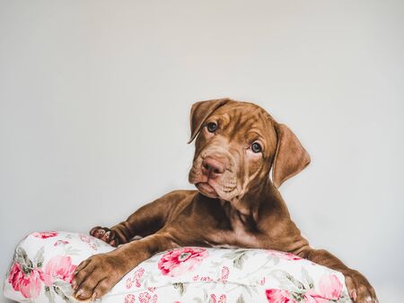 Charming puppy, lying on a white pillow