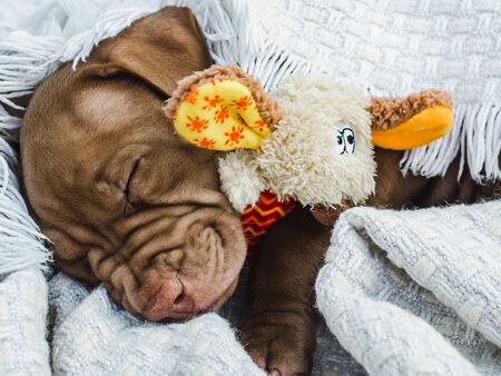 Young, charming puppy, lying on a white plaid. Close-up, white background. Studio shot. Concept of...