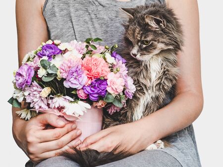 Cute, sweet kitten, vintage vase, bright bouquet of flowers and woman. Close-up. Pet care conceptの写真素材
