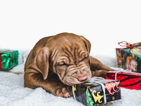 Pretty, tender puppy chocolate-colored, Christmas decorations, carpet and a box tied with a bow. Close-up. Studio photo, white color. Concept of care, education, obedience training, raising of animalsの写真素材