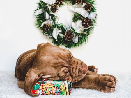 Young, charming puppy and a festive boxの写真素材