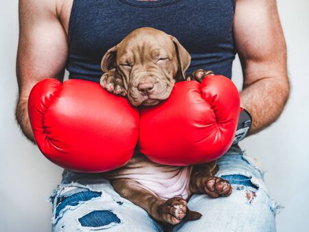 Young, charming puppy and red boxing glovesの写真素材
