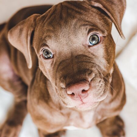 Young, charming puppy. Studio photo. Animal careの写真素材