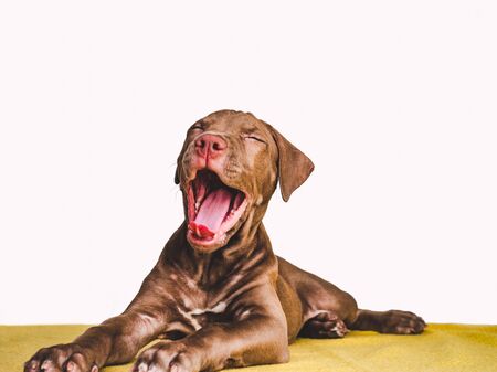 Young, charming puppy. Studio photo. Animal careの写真素材