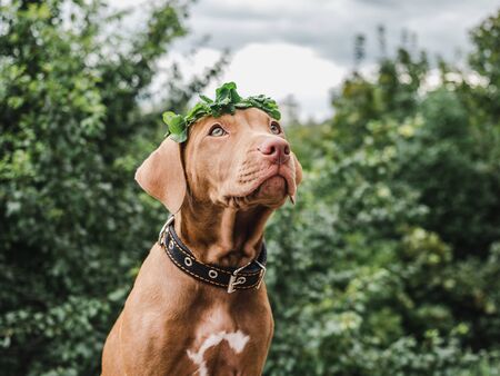 Sweet puppy of chocolate color with a wreath of clover leaves sitting on a background of trees on a...
