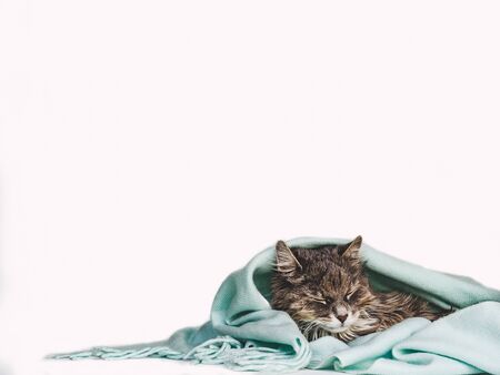 Young, charming kitty, wrapped up in a scarf. Close-up, isolated background. Studio photo. Studio photo. Concept of care, education, obedience training and raising of petsの写真素材