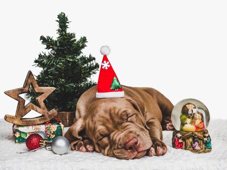 Pretty, tender puppy of chocolate color, Christmas decorations, carpet and box tied with a bow. Close-up. Studio photo. Concept of care, education, obedience training and raising of petsの写真素材