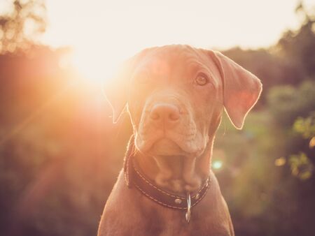 Charming puppy of chocolate color. Close-up, outdoorsの写真素材