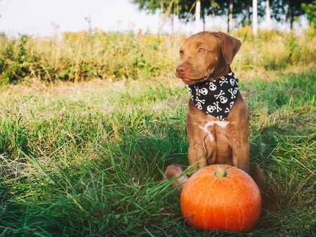 Sweet puppy of chocolate color on the grass on a sunny morning and bright scarf with a pumpkin pattern. Close-up, outdoors. Concept of care, education, obedience training and raising of petsの写真素材