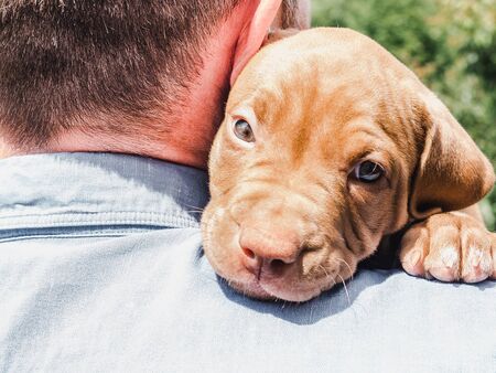 Pretty puppy of chocolate color and his caring owner on a background of blue sky, green trees on a clear, sunny day. Close-up, outdoor. Concept of care, education, obedience training, raising of petsの写真素材