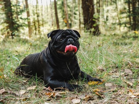 Sweet puppy of black color on a background of green trees in a beautiful, quiet forest. Clear, sunny day. Close-up, outdoor. Concept of care, education, obedience, training and raising of petsの写真素材