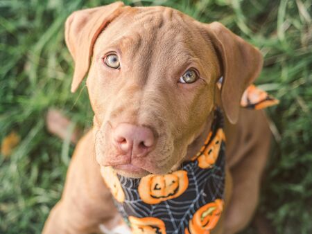 Sweet puppy of chocolate color, sitting on the grass on a sunny morning and bright scarf with a pumpkin pattern. Close-up, outdoors. Concept of care, education, obedience training and raising of petsの写真素材