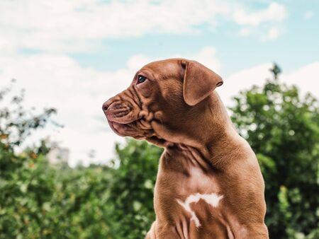 Pretty puppy of chocolate color on a background of blue sky, green trees on a clear, sunny day. Close-up, outdoor. Side view. Concept of care, education, obedience training, raising of petsの写真素材